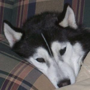 Meet your Posher, Anne